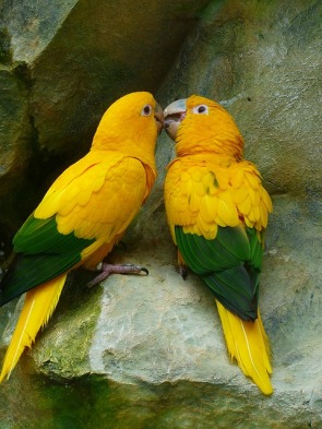 gold-parakeets-406805_640